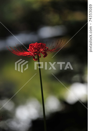 高敞郡, 禪雲寺, 道立公園, 鮮花 高敞郡, 禪雲寺, 道立公園, 鮮花 74353089