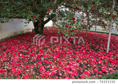 Kokushoji Temple, Yakage Town, Okayama Prefecture, a crimson carpet lined with camellia flowers Kokushoji Temple, Yakage Town, Okayama Prefecture, a crimson carpet lined with camellia flowers 74353150