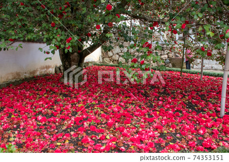 Kokushoji Temple, Yakage Town, Okayama Prefecture, a crimson carpet lined with camellia flowers Kokushoji Temple, Yakage Town, Okayama Prefecture, a crimson carpet lined with camellia flowers 74353151