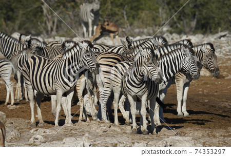 稀樹草原斑馬 稀樹草原斑馬 74353297