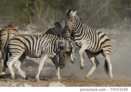Savanna zebra Savanna zebra 74353299