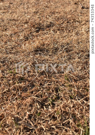 Winter lawn Winter lawn 74353348