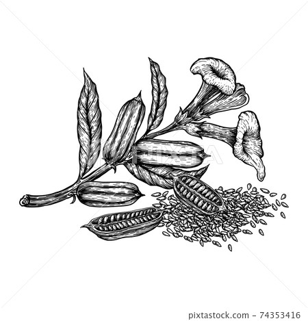 Sesame seed, fruit, flower. Hand drawn sketches vector illustration on white background in vintage style. Sesame seed, fruit, flower. Hand drawn sketches vector illustration on white background in vintage style. 74353416