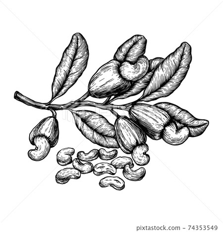 Cashew plant and nuts. Ink sketch. Hand drawn vector illustration. Isolated on white background. Retro style. 74353549