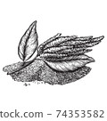 Drawings of amaranth flowering plants and seeds. Organic superfood product for healthy nutrition hand drawn on white background. Engraving drawing style vector illustration 74353582