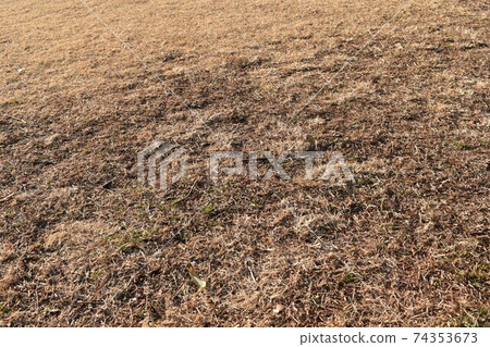 冬天的草坪 74353673