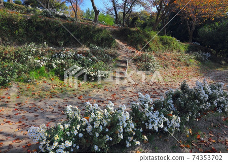Nojigiku colony / Harima flower spot in Oshio no Jigiku no Sato Park 74353702