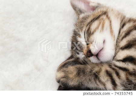 睡覺的小貓 74353745