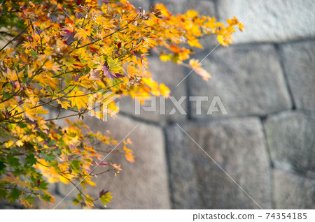 autumn leaves of a maple on a branch against the background of an ancient wall in a park japan tokyo 74354185