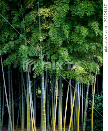 Japanese bamboo tree in background Japanese bamboo tree in background 74354187