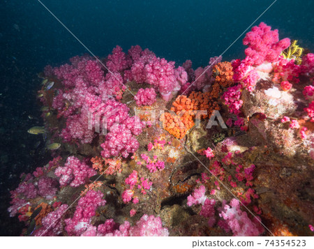 Soft coral growing on muddy coral reefs (Mergui Archipelago, Myanmar) 74354523