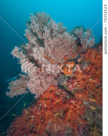 Oisobana and red soft coral (Mergui Archipelago, Myanmar) 74354524