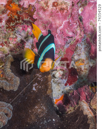 Clark's anemone coexisting with sea anemones (Mergui Archipelago, Myanmar) 74354529