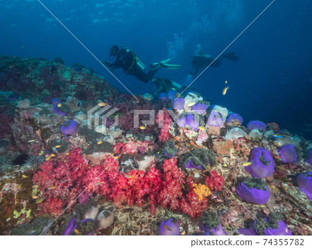 Scuba divers swimming in sea anemone colonies (Mergui Archipelago, Myanmar) 74355782