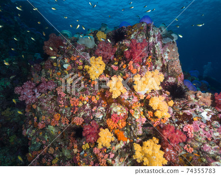 Reefs with colorful coral (Mergui Archipelago, Myanmar) 74355783