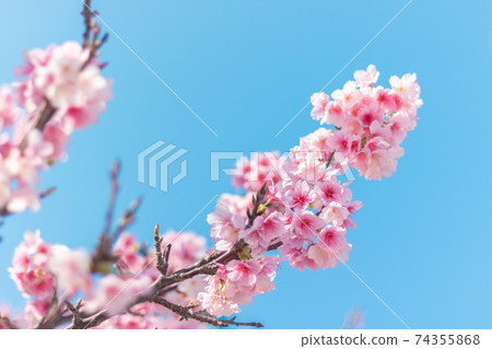 讀谷的鮮紅色櫻花 74355868