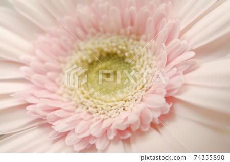 It is a close-up photo of a pink gerbera flower. It is a close-up photo of a pink gerbera flower. 74355890