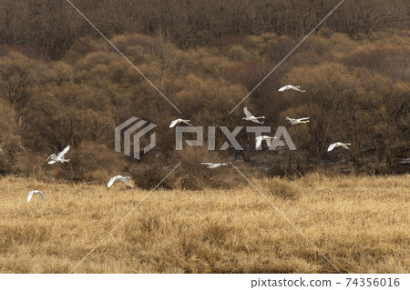 Goni, Cheolwon-gun, Gangwon-do 74356016