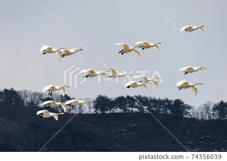 江原道Cheolwon郡Goni 74356039