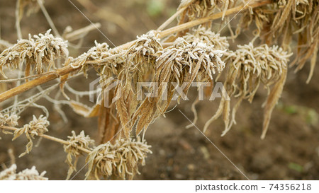 Cannabis hemp winter snow frost harvested dried medicinal crate seeds quality for the production ointments and creams developed by scientists, science modern trend, seeds big bud pistils, stigmas Cannabis hemp winter snow frost harvested dried medicinal crate seeds quality for the production ointments and creams developed by scientists, science modern trend, seeds big bud pistils, stigmas 74356218