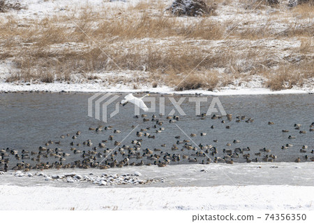 Gooney,Mallard,Cheorwon-gun,江原道 Gooney,Mallard,Cheorwon-gun,江原道 74356350