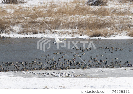 Gooney,Mallard,Cheorwon-gun,江原道 Gooney,Mallard,Cheorwon-gun,江原道 74356351