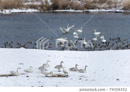 Gooney,Mallard,Cheorwon-gun,江原道 Gooney,Mallard,Cheorwon-gun,江原道 74356352