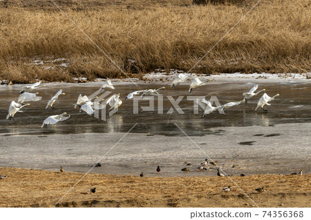Gooney, Mallard, Cheorwon-gun, Gangwon-do 74356368