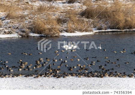 Gooney,Mallard,Cheorwon-gun,江原道 Gooney,Mallard,Cheorwon-gun,江原道 74356394