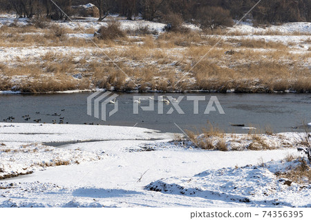 Gooney,Mallard,Cheorwon-gun,江原道 Gooney,Mallard,Cheorwon-gun,江原道 74356395