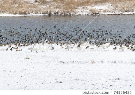 Gooney,Mallard,Cheorwon-gun,江原道 Gooney,Mallard,Cheorwon-gun,江原道 74356425