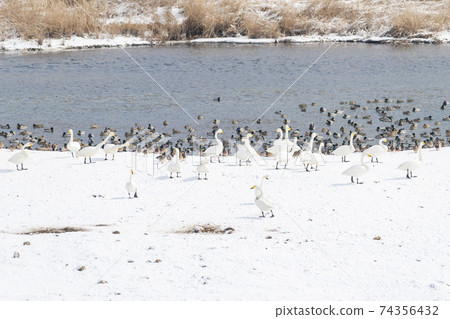 Gooney, Mallard, Cheorwon-gun, Gangwon-do 74356432