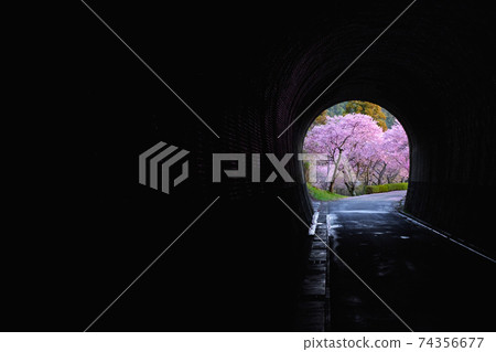A row of cherry blossom trees seen from the tunnel A row of cherry blossom trees seen from the tunnel 74356677