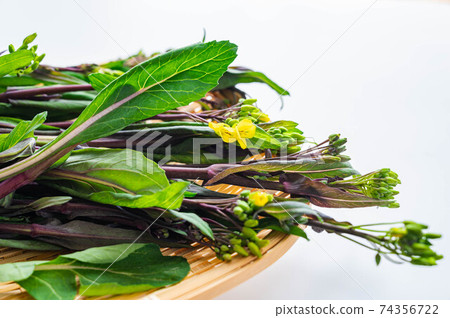 甜菜苔蘚 甜菜苔蘚 74356722