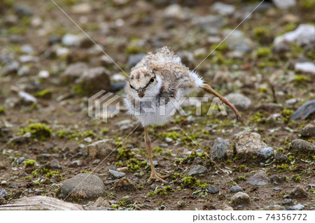 Little ringed plover _ pose with a bale 74356772