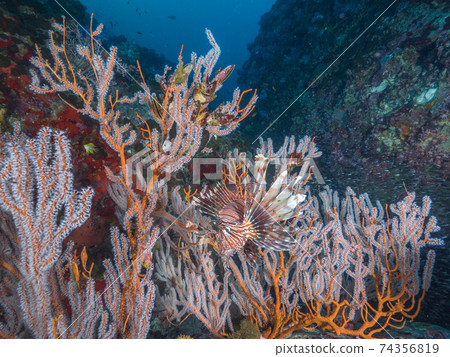 Red lionfish snuggling up to the open sea lionfish (Mergui Archipelago, Myanmar) 74356819