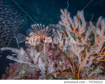 Red lionfish snuggling up to the open sea lionfish (Mergui Archipelago, Myanmar) 74356820