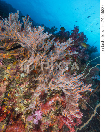 Umiuchiwa with open polyps (Mergui Archipelago, Myanmar) 74356825