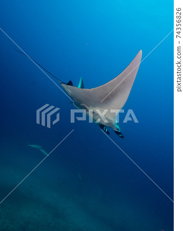 Manta Ray (Mergui Archipelago, Myanmar) 74356826