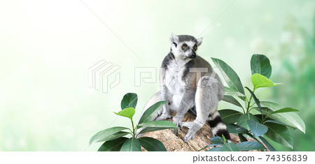 Horizontal banner with Ringtailed lemur on a branch in a rainforest 74356839