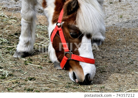 Pony Pony 74357212