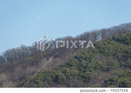 Crane, Cheolwon-gun, Gangwon-do Crane, Cheolwon-gun, Gangwon-do 74357349