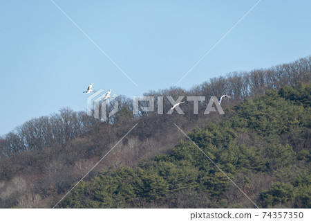 Crane, Cheolwon-gun, Gangwon-do Crane, Cheolwon-gun, Gangwon-do 74357350