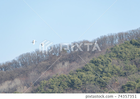 Crane, Cheolwon-gun, Gangwon-do Crane, Cheolwon-gun, Gangwon-do 74357351