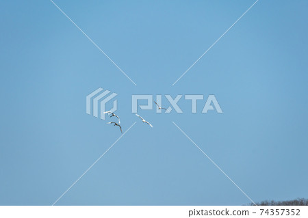 Crane, Cheolwon-gun, Gangwon-do Crane, Cheolwon-gun, Gangwon-do 74357352