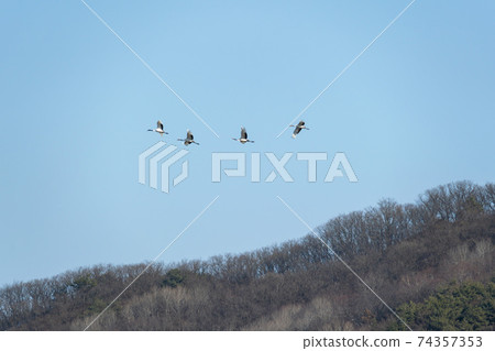 Crane, Cheolwon-gun, Gangwon-do Crane, Cheolwon-gun, Gangwon-do 74357353
