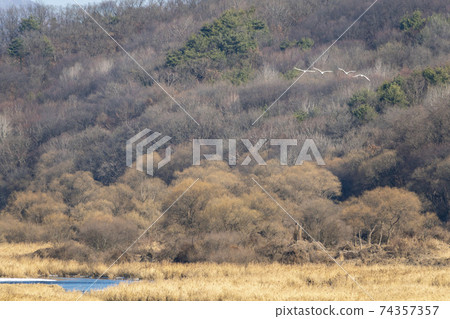 Crane, Cheolwon-gun, Gangwon-do 74357357