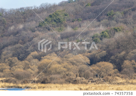 Crane, Cheolwon-gun, Gangwon-do 74357358