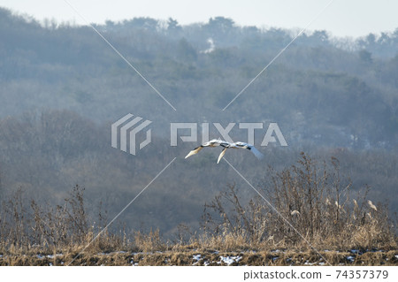 起重機,Cheolwon-gun,江原道 起重機,Cheolwon-gun,江原道 74357379