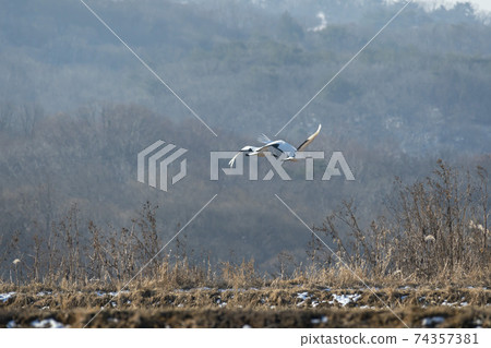起重機,Cheolwon-gun,江原道 起重機,Cheolwon-gun,江原道 74357381